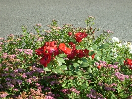 This flower looks a little bit thorny